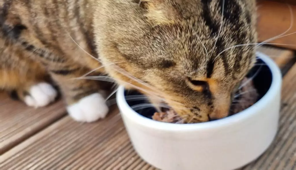 Getigerte Katze frisst ANIfit aus einem weißen Keramiknapf auf einer Holzterrasse