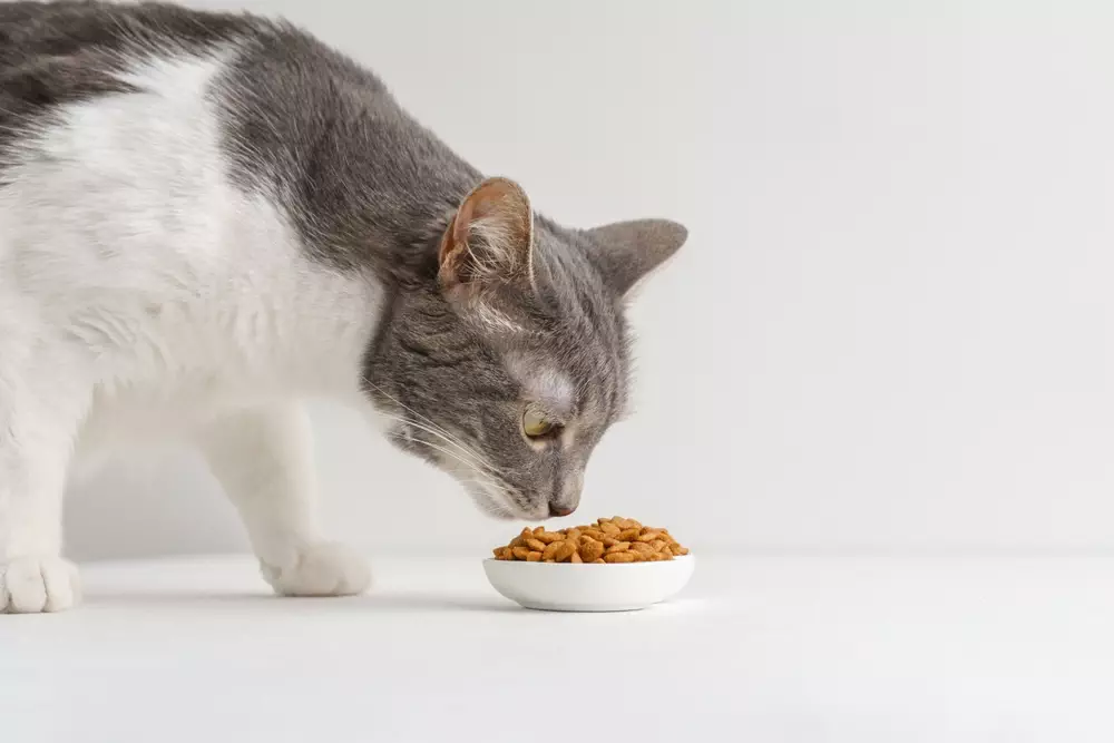 Katze schnuppert kritisch an einem Futternapf mit Trockenfutter – Futterqualität für Katzen hinterfragen