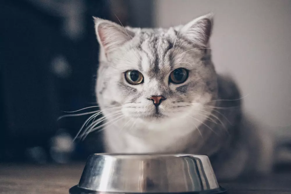 Graue Katze sitzt vor einem Futternapf und schaut erwartungsvoll in die Kamera